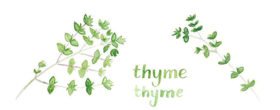 Thyme. Watercolor bunch of fresh organic garden herbs. Greens leaf growing from ground. Set of different cooking spices illustration. Hand drawing kitchen plant banner