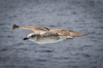 Flying Juvenile Kelp gull (Larus dominicanus) flying over the ocean in the mediterranean sea in italy
