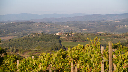 Fototapeta na wymiar Vineyard in the hills of the italian tuscany