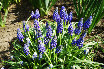 blue and white crocus