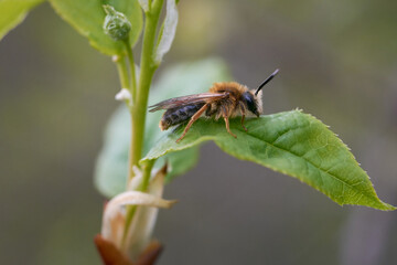 Spring insect on a fresh lea