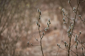 Spring branches of willow with blossoming buds in the backlight
