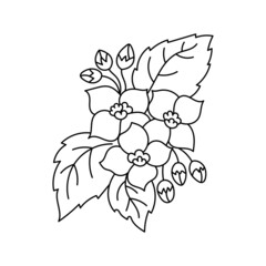 Jasmine flower. Essential oil. Used in perfumery. Editable stroke size. Vector line icon.