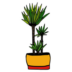 Flower illustration Red flower in the pot. Dracaena