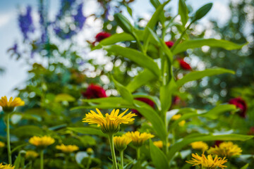 Calendula flowers in garden