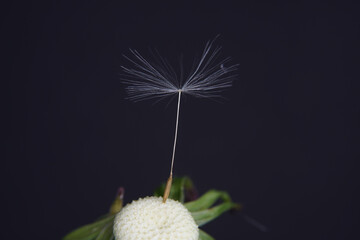 dandelion on black