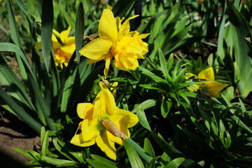 Fototapeta na wymiar yellow daffodils in spring