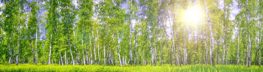 Birch grove on a sunny summer day, landscape banner, huge panorama