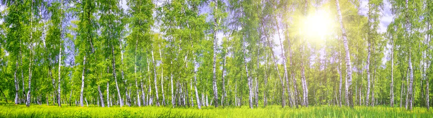 Papier Peint photo Bouleau Birch grove on a sunny summer day, landscape banner, huge panorama