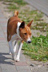 Red Basenji dog running along the road in the yard