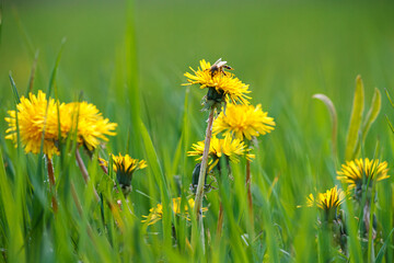 Selective focus close-up of the yellow dandelions on spring meadow. Yellow flowers in green grass...