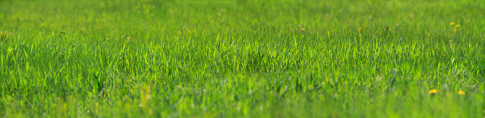 Fresh green grass close-up in spring meadow on a sunny day. Horizontal banner with copy space for text
