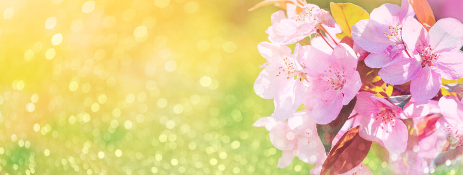 Spring background, panorama - pink flowers of apple tree on the background of a green blurred foliage. Horizontal banner with space for text © rustamank