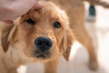 hand petting golden retriever young dog