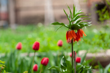 Obraz premium Flowers dont see war in my country.