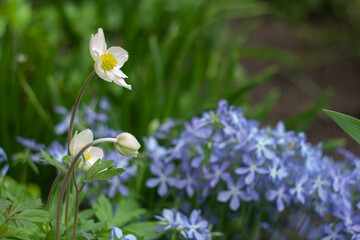 Flowers dont see war in my country.