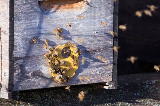 Busy bees working hard to produce honey at their beehive