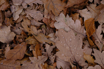 Autumn oak leaves background with raindrops.