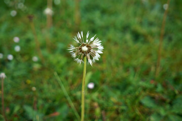 wet dandelion in the grass