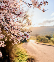 Rural road green meadow sunny mountain