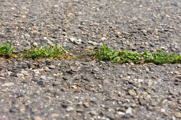 green weed on a street