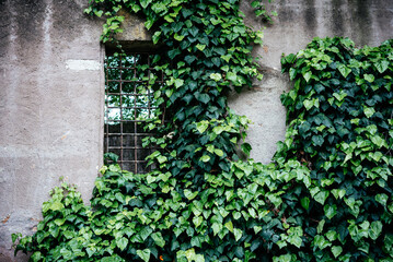 Fototapeta na wymiar A wall with window covered with ivy vine green leaves. Natural background with climbing plant. Vertical gardening