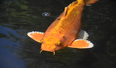 Terrific Bright Orange Koi Fish Swimming Along