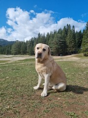 Labrador retriever dog in the mountains landscape  in the background in the mountains  near Blake lake in national park `durmitor` Montenegro. Unesco world heritage. Europe travel site. Vacation conce