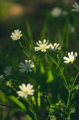 Forest primroses of white color in green grass in the forest on a sunny day