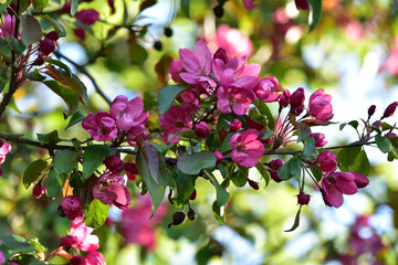 Pięknie kwitnące drzewo © Grzegorz