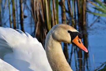Swan swimming on the pond