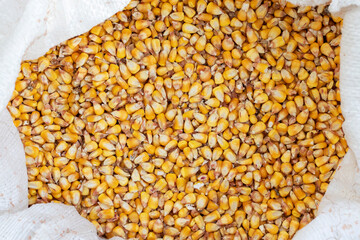 Corn seed. Grain of maize top view.