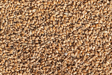 Wheat seed. Grain of wheat top view.