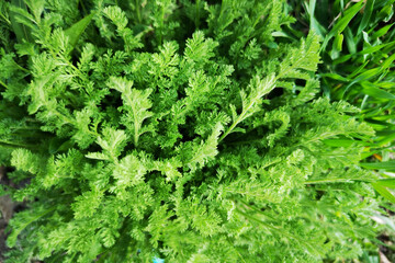 green leaves of a plant