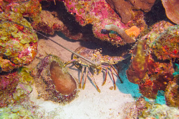 Beautiful spiny lobster crustacean in the coral reef of Curacao in the Caribbean sea.  