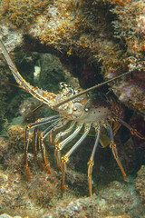 Beautiful spiny lobster crustacean in the coral reef of Curacao in the Caribbean sea.  