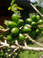 Planta de cafe con semillas de cafe verde primer plano