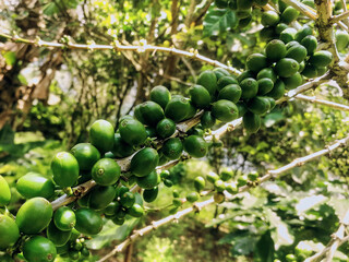 Planta de cafe con semillas de cafe verde