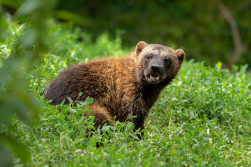 Wolverine in Europe. Wildlife scene from nature. Rare animal from north of Europe. Wild wolverine in summer grass. Eating, chilling, zoo.