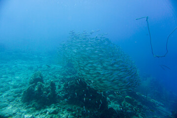 A large school of silver fish swimming in the blue waters of the Caribbean sea in Curacao. This group of fishes is better known as bait ball