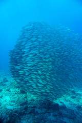 Fototapeta na wymiar A large school of silver fish swimming in the blue waters of the Caribbean sea in Curacao. This group of fishes is better known as bait ball
