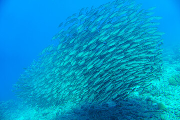 A large school of silver fish swimming in the blue waters of the Caribbean sea in Curacao. This...