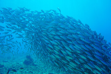 Fototapeta na wymiar A large school of silver fish swimming in the blue waters of the Caribbean sea in Curacao. This group of fishes is better known as bait ball
