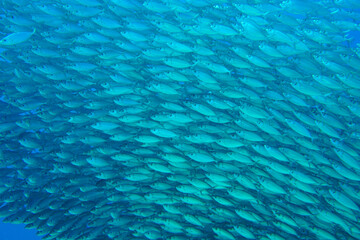 A large school of silver fish swimming in the blue waters of the Caribbean sea in Curacao. This group of fishes is better known as bait ball