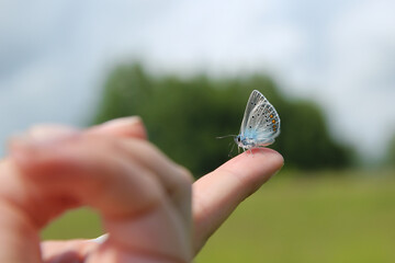 Blue butterfly sits on a person’s finger. (lat. Lycaenidae; old name - Cupidinidae)