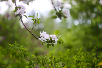 Apple tree branch in bloom. 