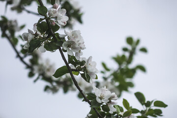 Aplee tree branches close up in flowering season. 