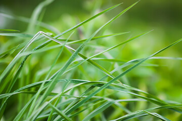 Fototapeta premium Green fresh young grass close up. 