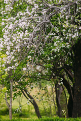 Apple tree in full bloom. 
