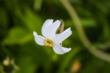 Fototapeta premium White Narcissus flower. Daffodil plant. Spring season. 